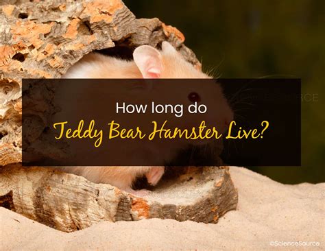 how long can a teddy bear hamster live|do teddy bear hamsters hibernate.